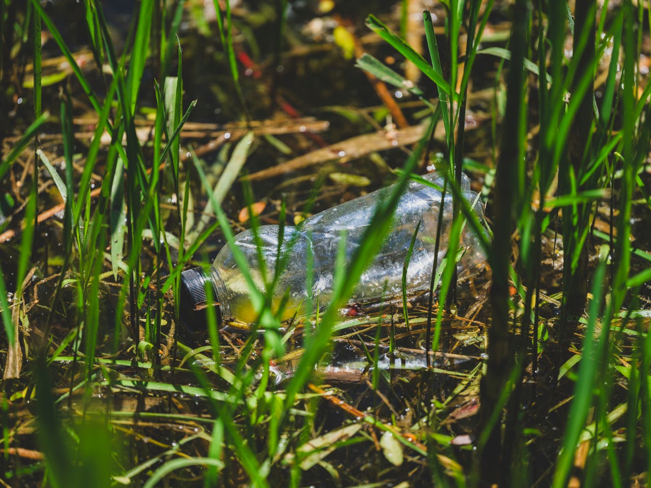 about-us A discarded plastic bottle amidst green reeds highlights environmental contamination in wetlands.